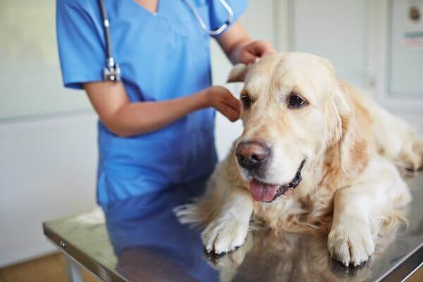 Board of veterinary medical examiners seek to add another investigator and increase peer assistance services