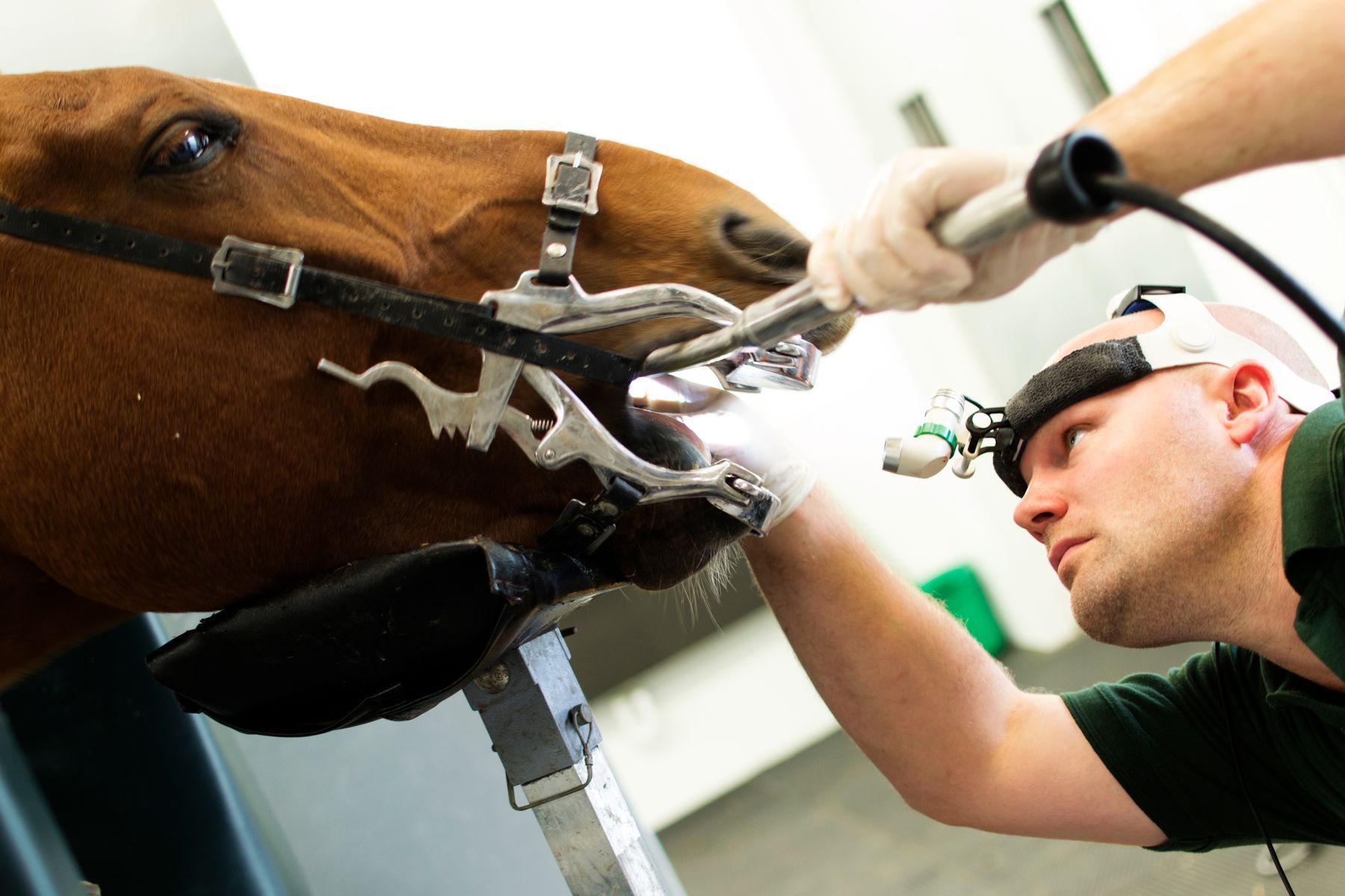 Defending Your Texas Equine Dental Providers License Bertolino