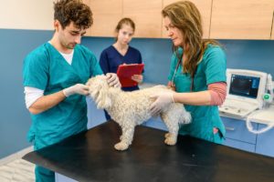 Dealing with the Texas Board of Veterinary Medical Examiners