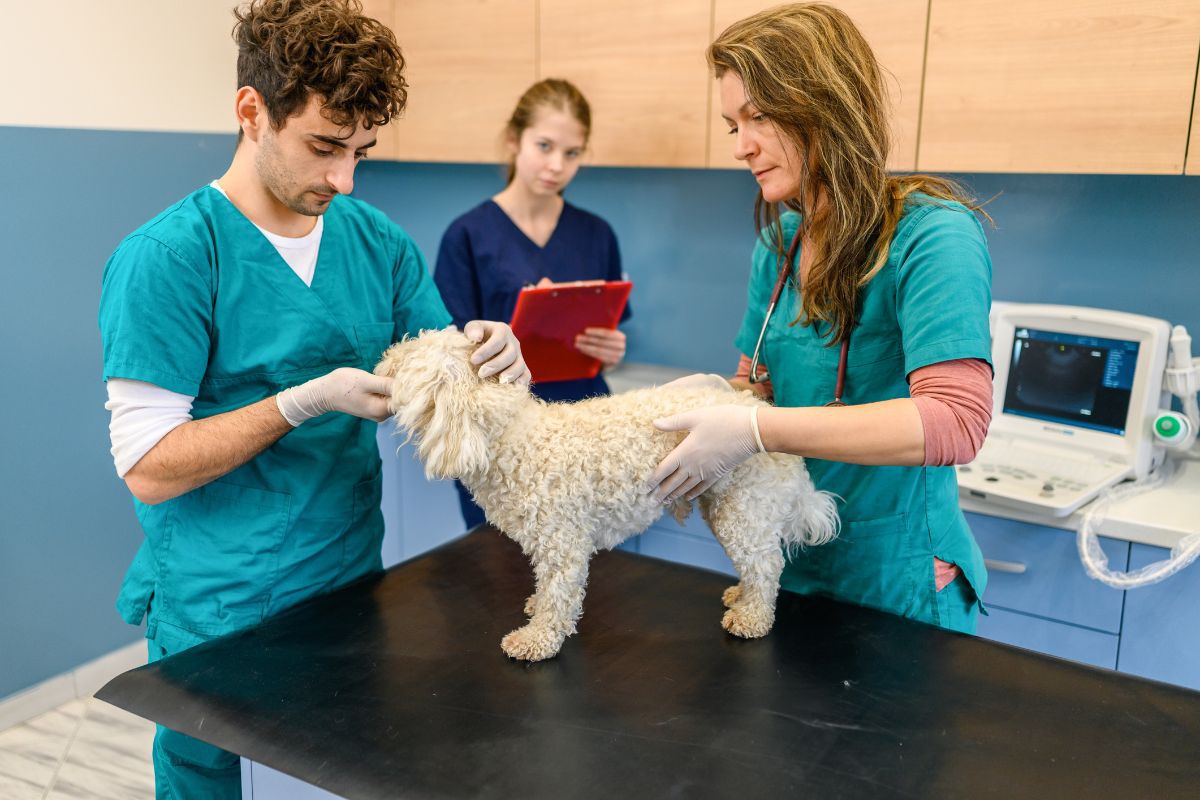 texas state board of veterinary medical examiners license renewal